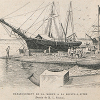 Débarquement de la morue a la Pointe-a-Pitre