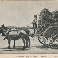Le transport des cannes à sucre