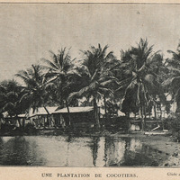 Une plantation de cocotiers