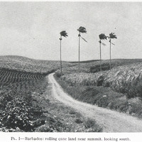 PL. I — Barbados: rolling cane land near summit, looking south