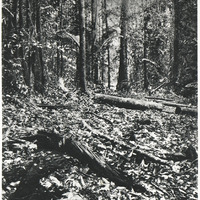 La forêt Guyanaise. Trace d'une route.