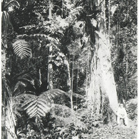Végétation tropicale.
