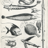Planche VI. Poissons des Antilles. Gravure du XVII siècle.