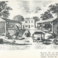 Planche IX. La préparation du tabac et de la farine de manioc, aux Antilles. Gravure du XVIIe…