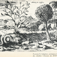 Planche X. Indigènes, animaux et plantes les Antilles ! Gravure du XVIIe siècle.