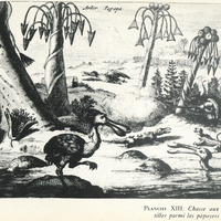 Planche XIII. Chasse aux Antilles parmi les papayers !