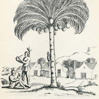 Planche XVI. Cocotier des Antilles. Gravure du XVIIe siècle