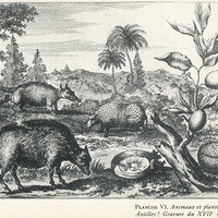 Planche VI. Animaux et plantes des Antilles ! Gravure du XVIIe siècle.
