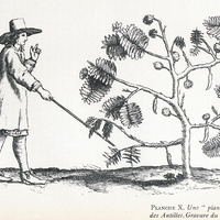Planche X. Une “ plante sensible ” des Antilles. Gravure du XVIIe siècle.