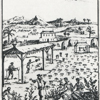 Planche XII. La culture et la préparation du tabac aux Antilles. Gravure du XVIIe siècle.