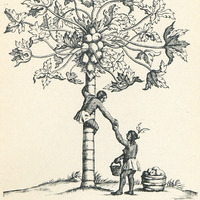 Planche XVI. Papayer des Antilles. Gravure du XVIIe siècle.