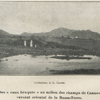 Des « eaux braques » au milieu des champs de Cannes, versant oriental de la Basse-Terre.