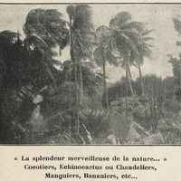 « La splendeur merveilleuse de la nature... » Cocotiers, Echinocactus ou Chandeliers, Manguiers,…