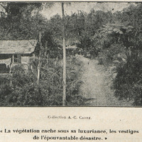 « La végétation cache sous sa luxuriance, les vestiges de l'épouvantable désastre. »
