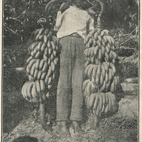 Deux regimes de « Poyots »