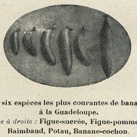 Les six espèces les plus courantes de bananes à la Guadeloupe. De gauche à droite : Figue-sucrée,…
