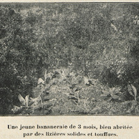 Une jeune bananeraie de 3 mois, bien abritée par des lizières solides et touffues.