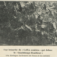 Une branche de « Coffea arabica » qui donne le « Guadeloupe Bonifieur » (On distingue facilement…