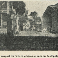 Le transport du café en cerises au moulin de dépulpage