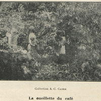 La cueillette du café