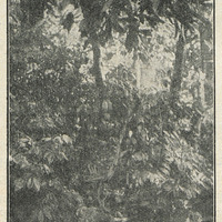 Un cacaoyer. On distingue nettement les cabosses qui poussent à même le tronc et les branches