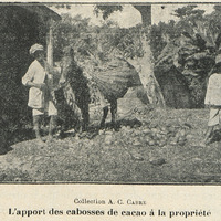 L'apport des cabosses de cacao à la propriété