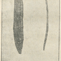 A gauche : Vanillia Pompona ou Vanillon A droite: » Planifolia. Vanille givrée