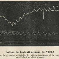 Action de l'extrait aqueux de VIOLA. En injection intraveineuse, sur la pression artérielle, le…