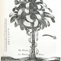 Bananier vu par un artiste du XVIIe siècle (Recueil de divers voyages), Paris 1684.