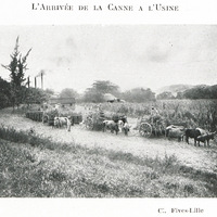 L'arrivée de la canne a l'usine