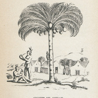 Cocotier des Antilles. Gravure du XVIIeme siècle