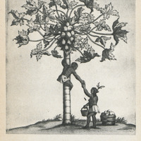 Papayer. Gravure du XVIIeme siècle