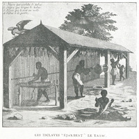 Les esclaves “ éjambent ” le tabac.