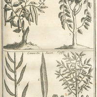 Canefice, Rocou, Canne de sucre, Caffé