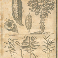 Cacao, Gingembre