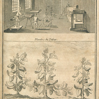 Rolleurs de tabac