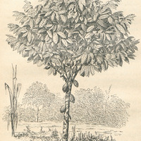Fig. 1. - Jeune cacaoyer