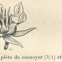 Fig. 2. - Fleur complète de cacaoyer (3/1) et pétale séparé (4/1)