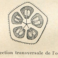 Fig. 3 - Section transversale de l'ovaire (10/1)