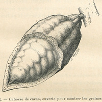 Fig. 4 - Cabosse de cacao, ouverte pour montrer les graines (1/2)