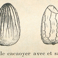 Fig. 5 - Graine de cacaoyer avec et sans son tégument