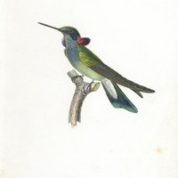 Oiseau-mouche Pétasophore