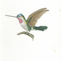 Oiseau-mouche Corinne