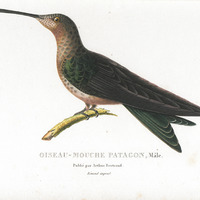 Oiseau-mouche Patagon, mâle