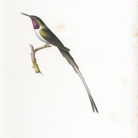 Oiseau-mouche Cora