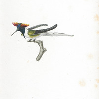 Oiseau-mouche aux huppes d'or, mâle