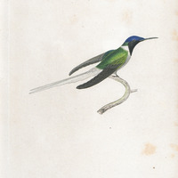 Oiseau-mouche aux huppes d'or, femelle