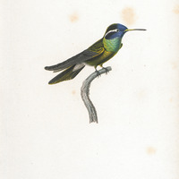 Oiseau-mouche Arsenne