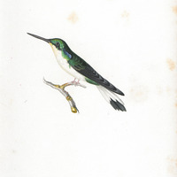 Oiseau-mouche à oreilles d'azur