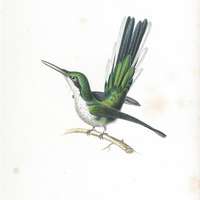Oiseau-mouche à oreilles d'azur, femelle